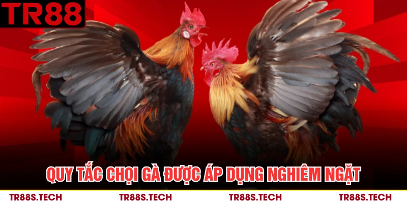 Quy tắc chọi gà được áp dụng nghiêm ngặt